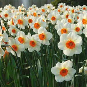 Daffodil Barrett Browning