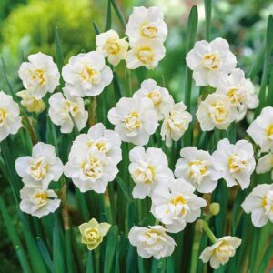 Daffodil Cheerfulness