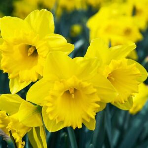 Daffodil Dutch Master
