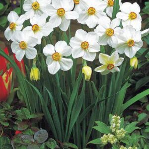 Daffodil Edna Earl