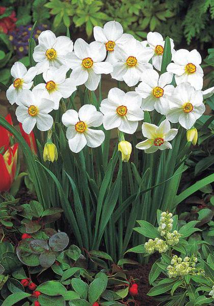 Daffodil Edna Earl