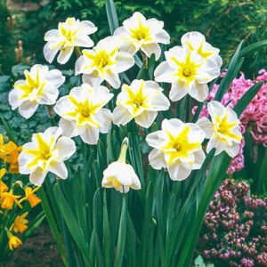Daffodil Lemon Beauty