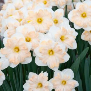 Daffodil Mary Gay Lirette