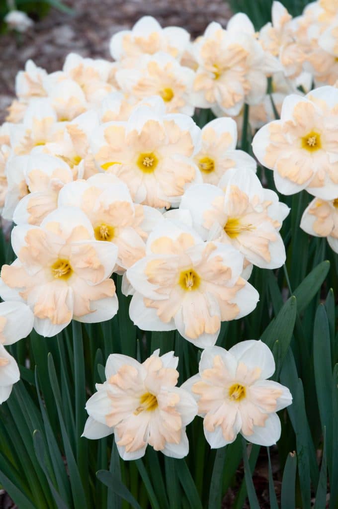 Daffodil Mary Gay Lirette