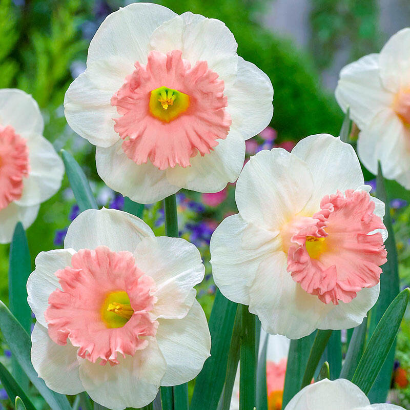 Daffodil Pink Parasol