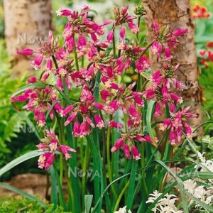 Dichelostemma Pink