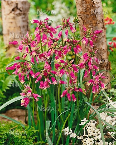 Dichelostemma Pink