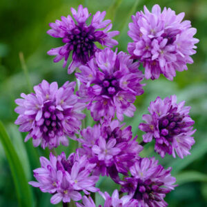 Dichelostemma Purple