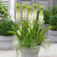 Eucomis Pole-evansii ( Pineapple Lily)