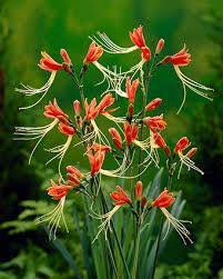 Peruvian Lily