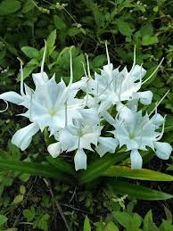 Eucrosia Bicolor