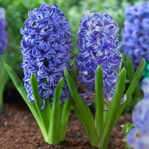 Hyacinth Blue Jacket