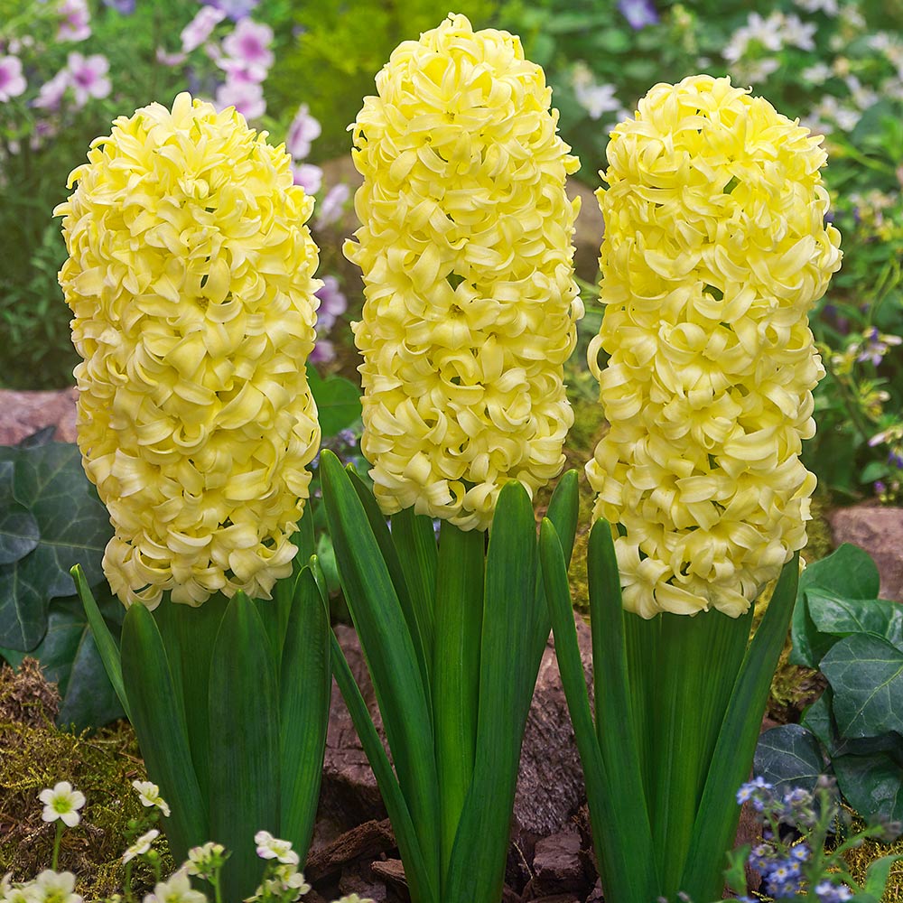 Hyacinth City of Haarlem