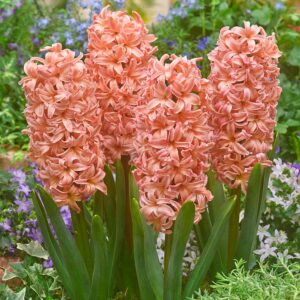 Hyacinth Gipsy Queen