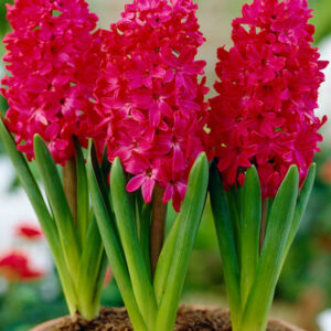 Hyacinth Jan Bos