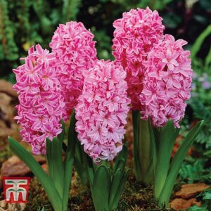 Hyacinth Pink Pearl