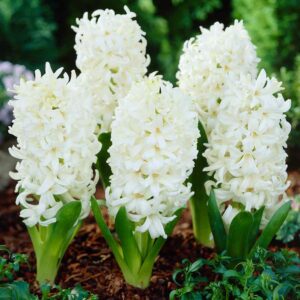 Hyacinth White Pearl