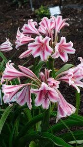 Crinum Milk & Wine