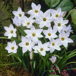 Ipheion Uniflorum