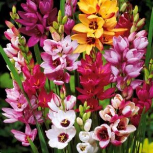 Ixia Mix