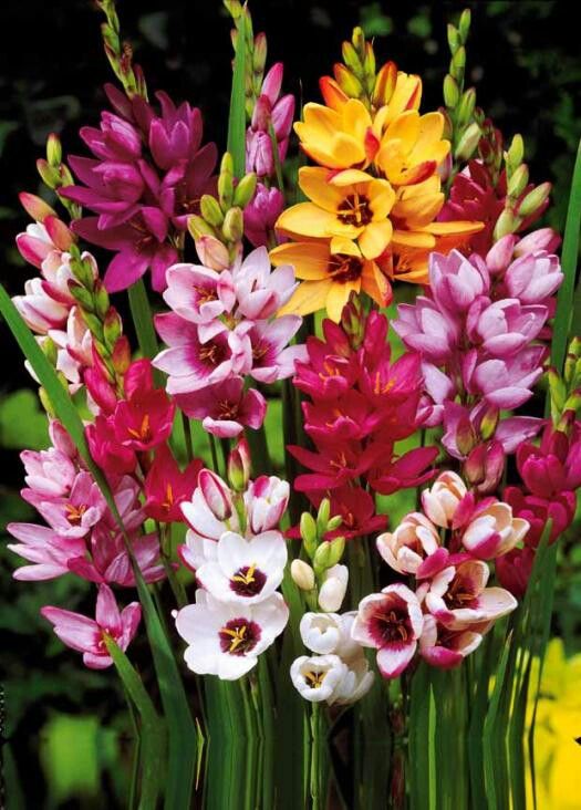 Ixia Mix