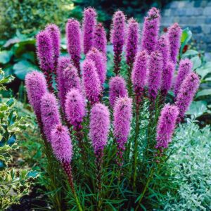 Liatris Spicata Blue
