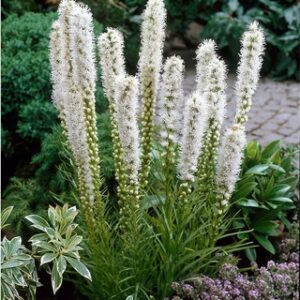 Liatris Spicata White