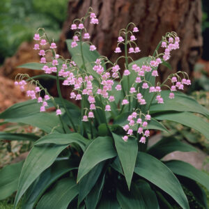 Lily of the Valley Pink (Convallaria)