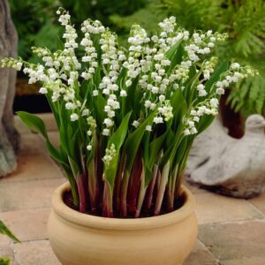 Lily of the Valley White (Convallaria Majalis)