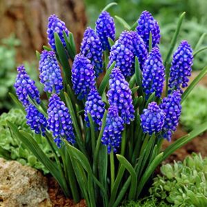 Muscari Armeniacum