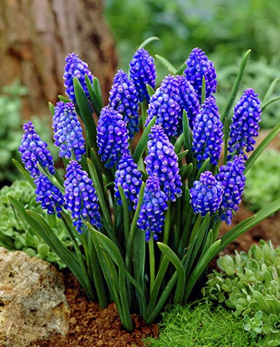 Muscari Armeniacum