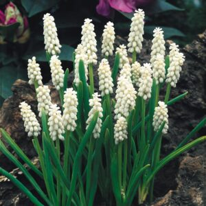 Muscari White