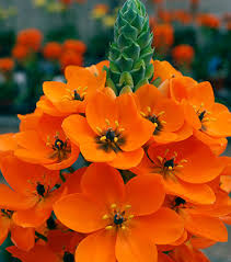 Ornithogalum Dubium