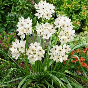 Ornithogalum Saundersiae