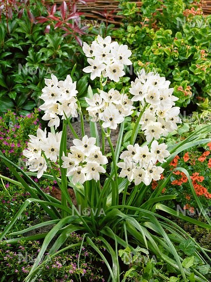 Ornithogalum Saundersiae