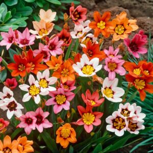 Sparaxis Tricolor