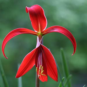 Sperkelia Formosisima