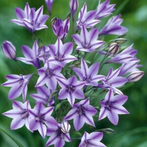 Triteleia Rudy