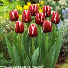 Tulip Armani