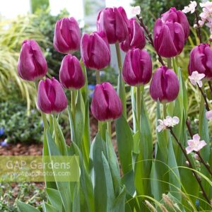 Tulip Bullit