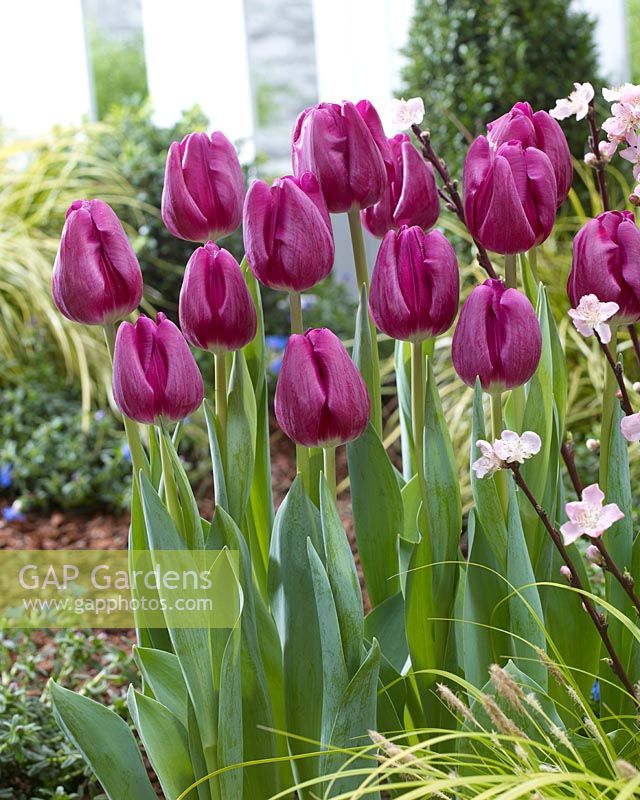 Tulip Bullit