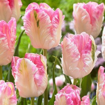 Tulip Cabanna