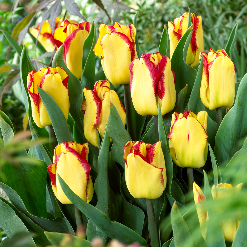 Tulip Cape Town