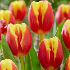 Tulip Denmark