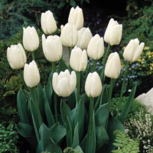 Tulip Didi