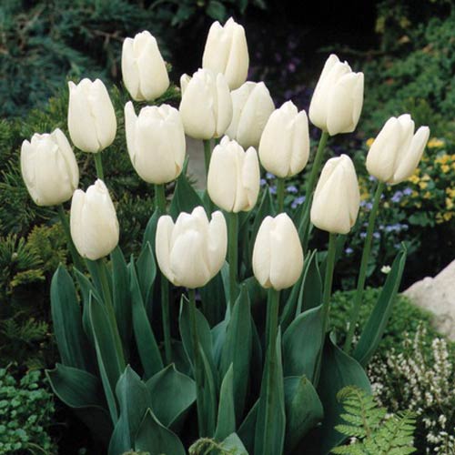 Tulip Didi