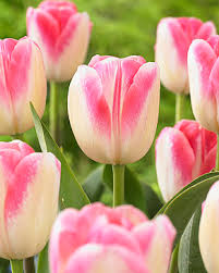 Tulip Donatello
