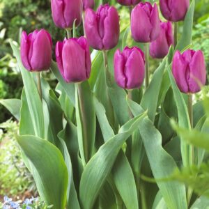 Tulip Gomera