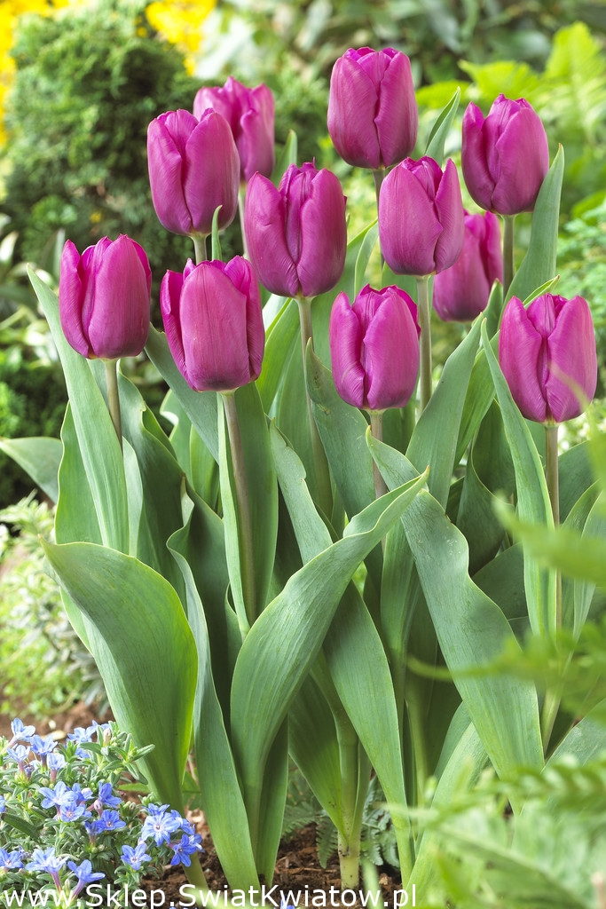 Tulip Gomera
