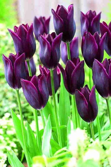 Tulip Gomera - Image 2